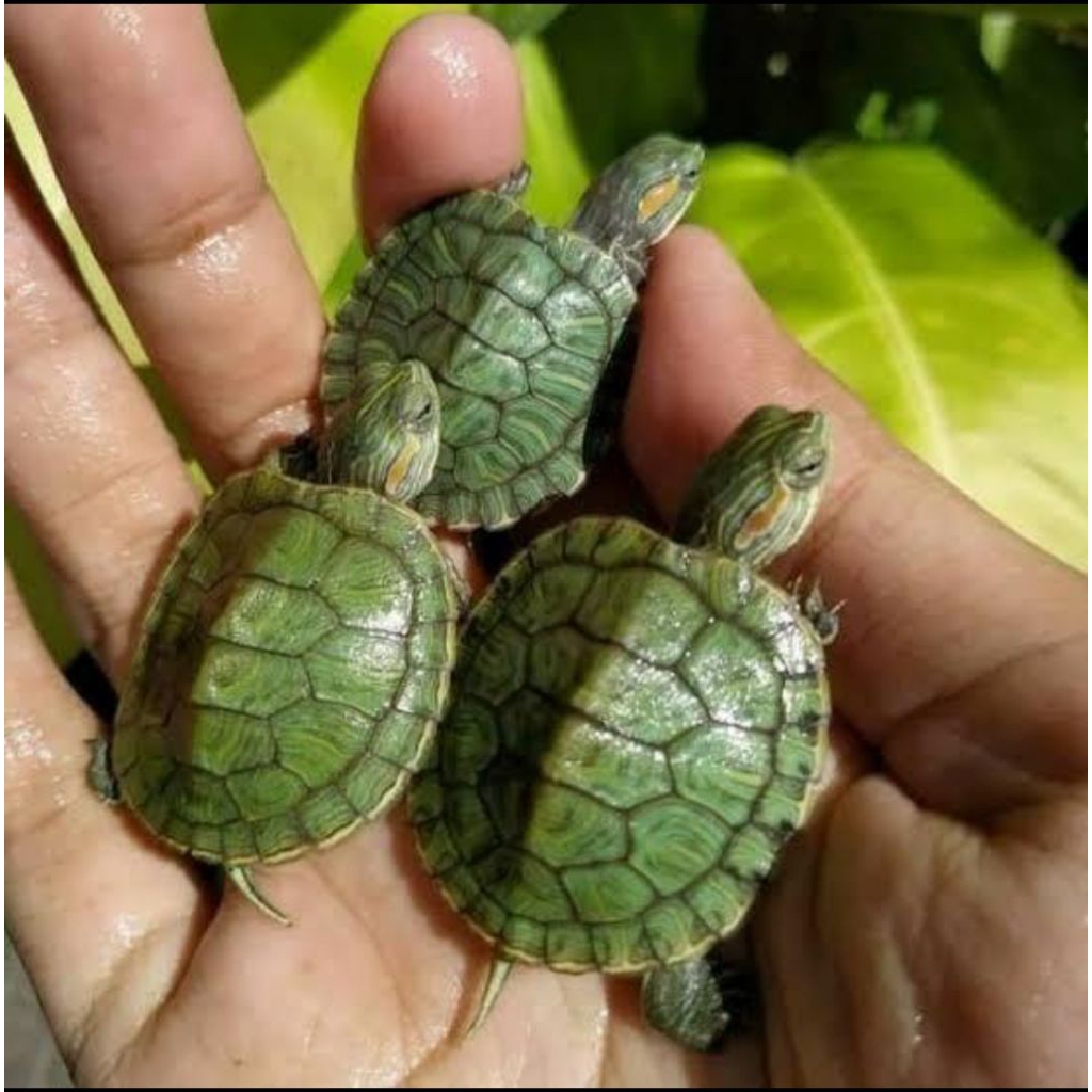 pakan kura kura brazil baby res