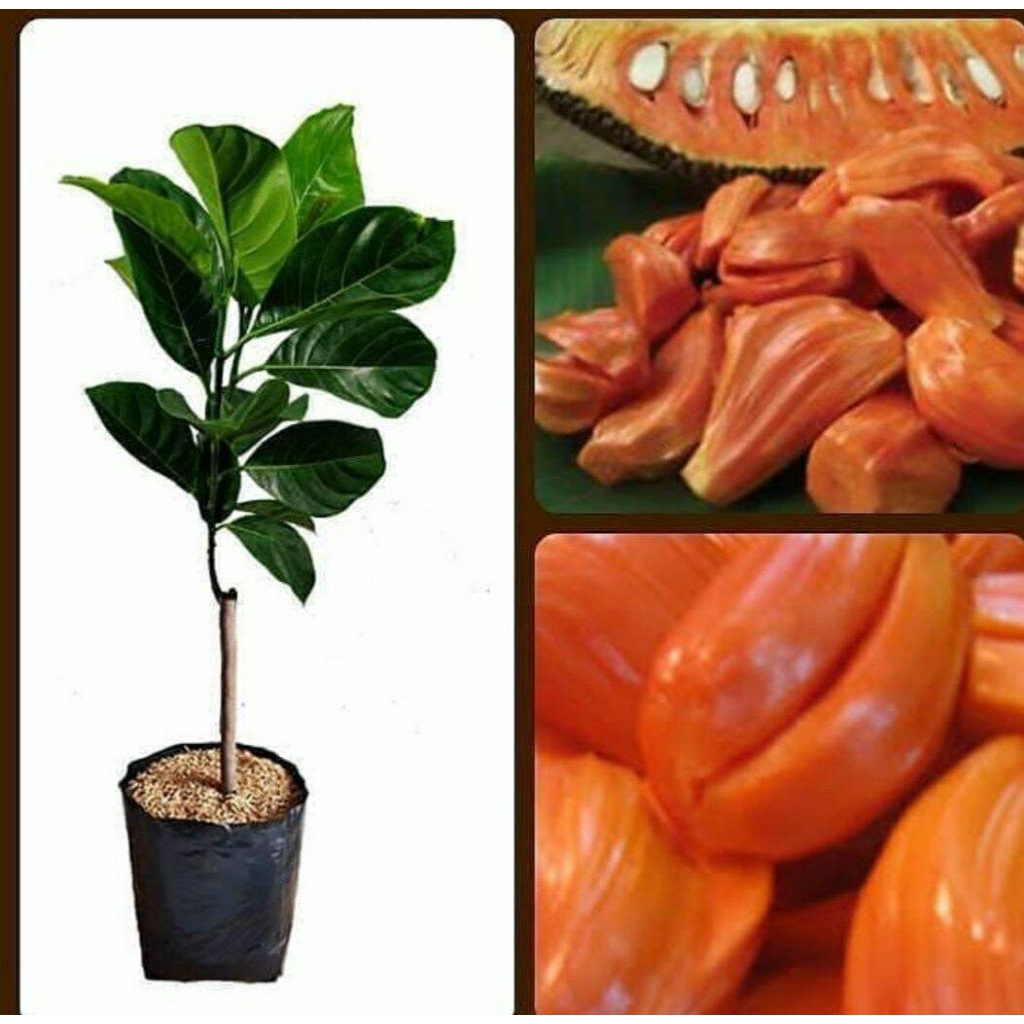 bonus pupuk NANGKA MERAH thailand, valid, bibit hasil okulasi sambung pucuk, tinggi 70cm