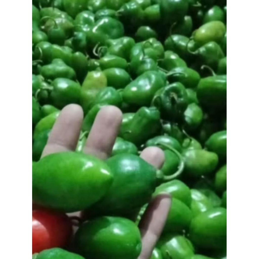 1 kg cabai gendot segar // cabai gendot segar // cabai gendot // cabai gendot segar petik dadakan