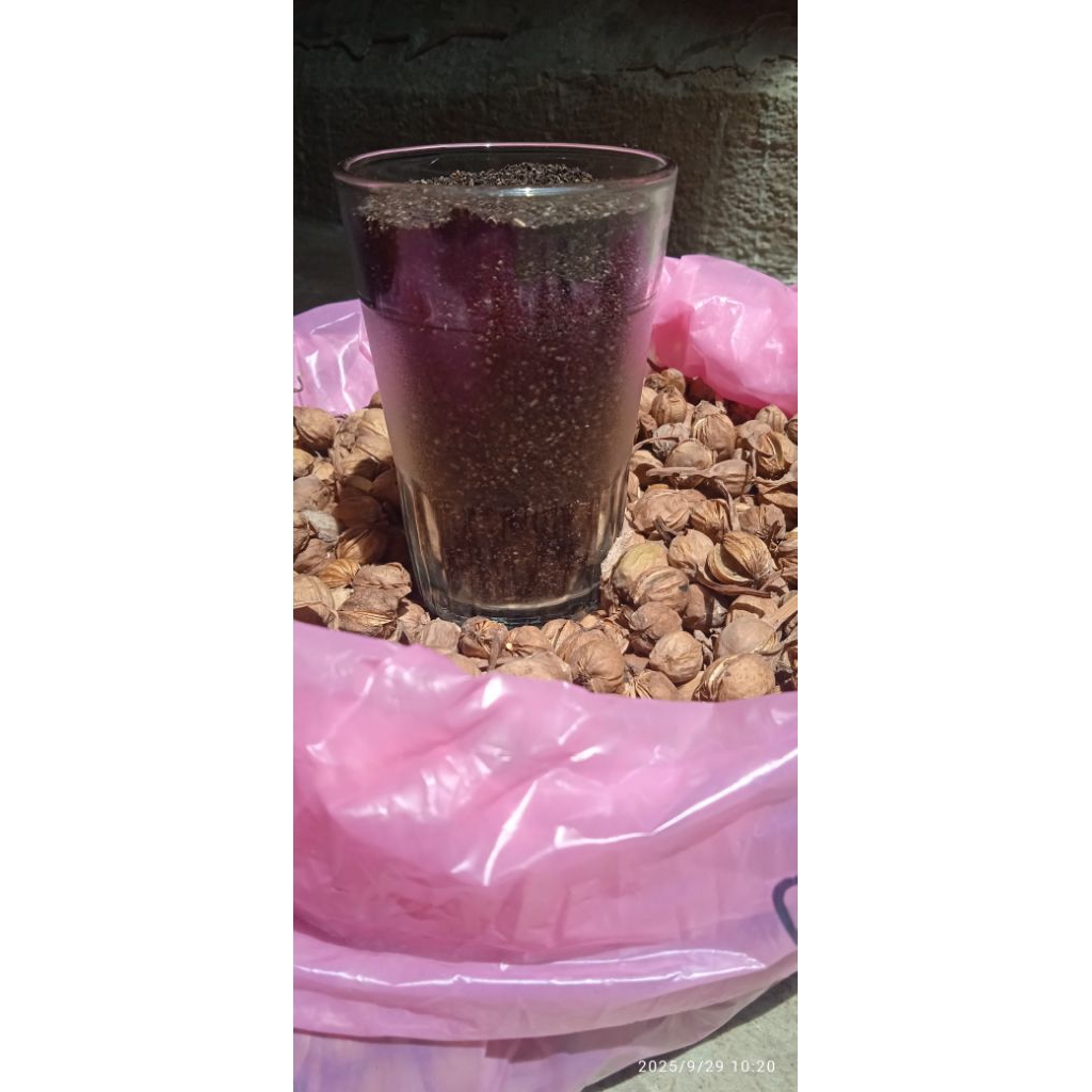 Bibit Genjer/Benih Genjer/Biji Genjer/1 Gelas/75 gram