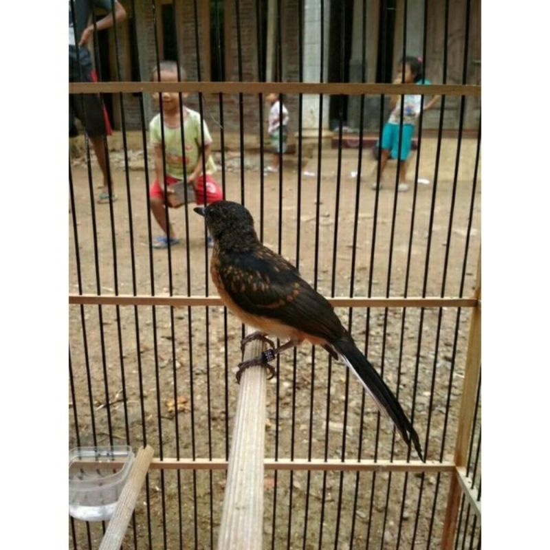Burung Trotol Murai Batu Jantan Ternakan  Berkualitas Sehat