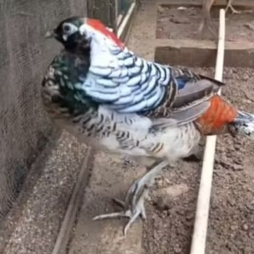 ayam pheasant lady hermess