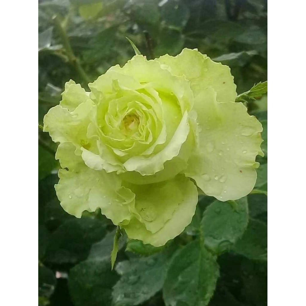 Mawar import lemonade mawar hijau dewasa