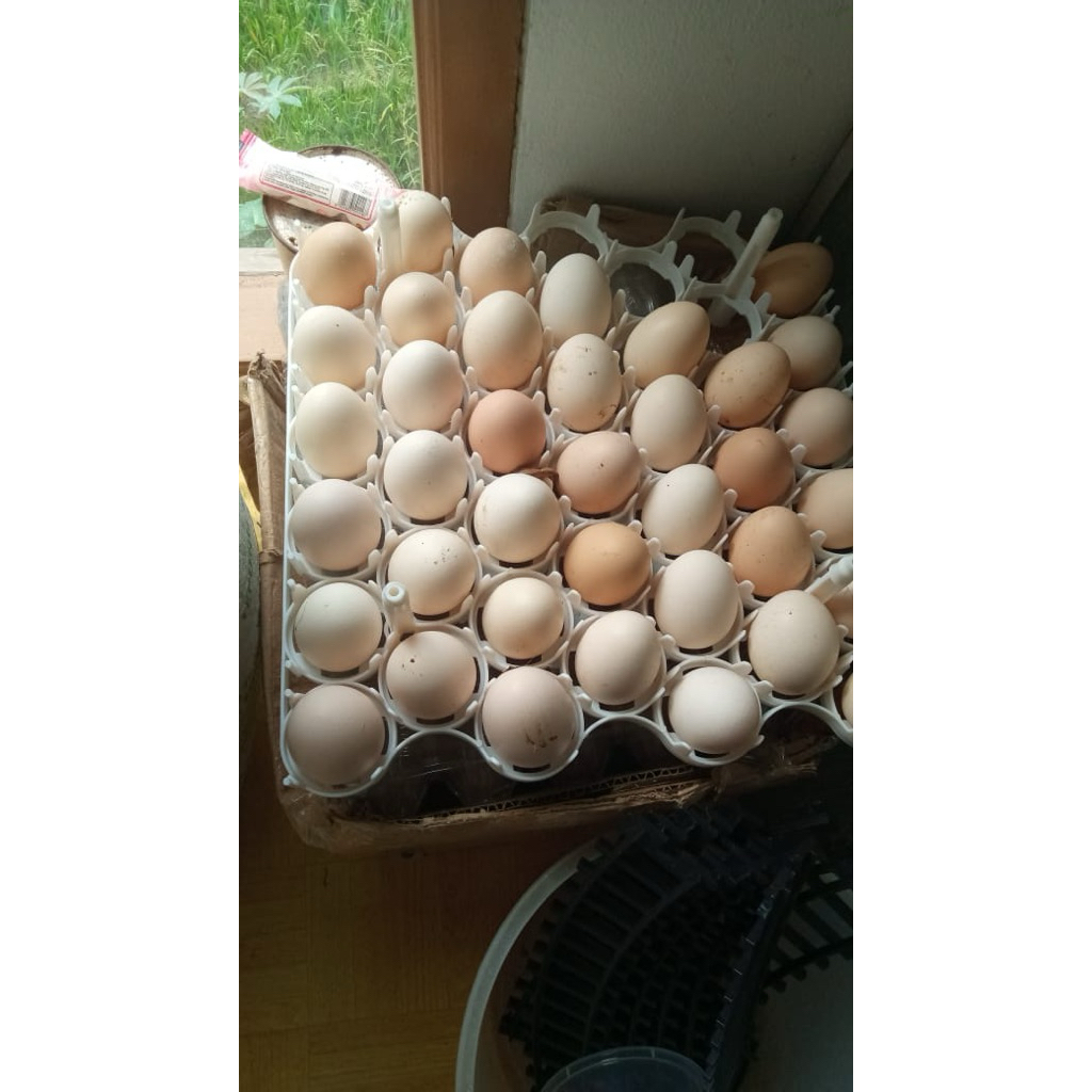 Telur Fertil Ayam Elba