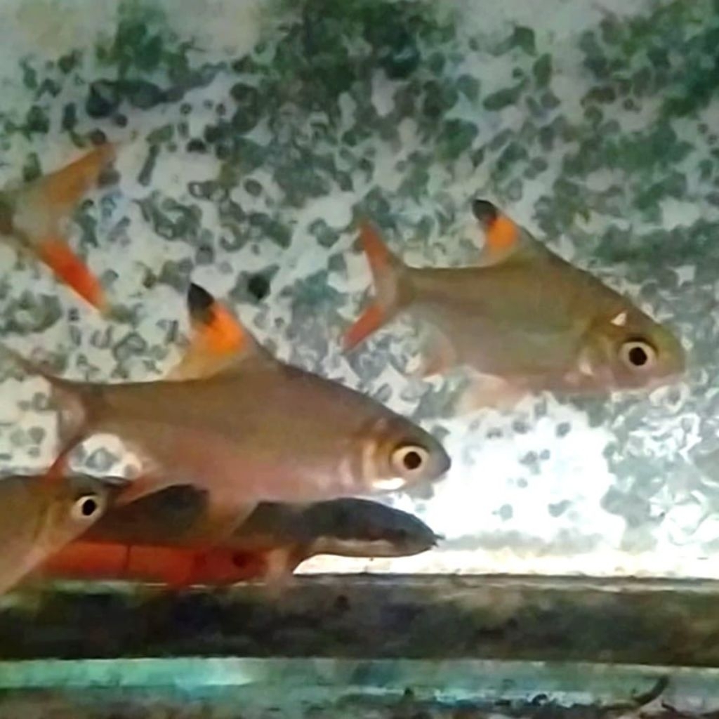 Tankmate predator kapiat ijo