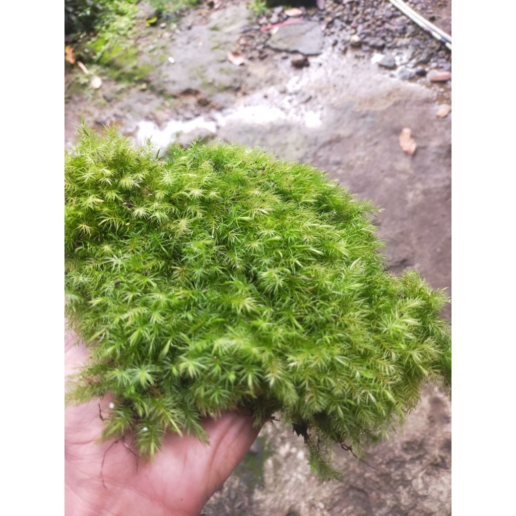 MOS hutan paludarium/terrarium