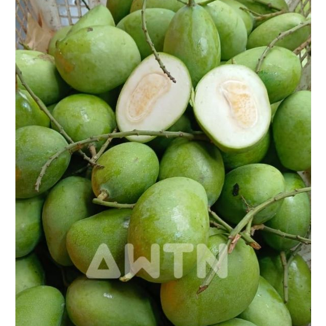 MANGGA MUDA / Mangga Jamson / Mangga belah biji / mangga rujak / mangga mengkal / mangga asam / mang