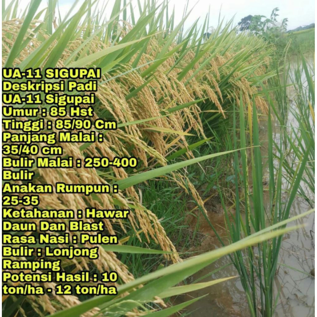 Benih Padi SIGUPAI UA-11 Kemasan 5kg