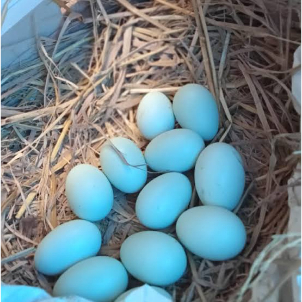 TELUR FERTIL IMPORT AYAM BIRMA ORI PLEK PRANGGAL UNTUK DI TETASKAN