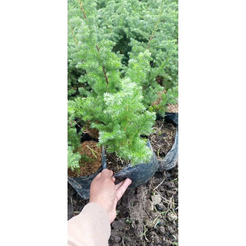 Tanaman Cemara embun (Casuarina SP / Juniperus Communis)