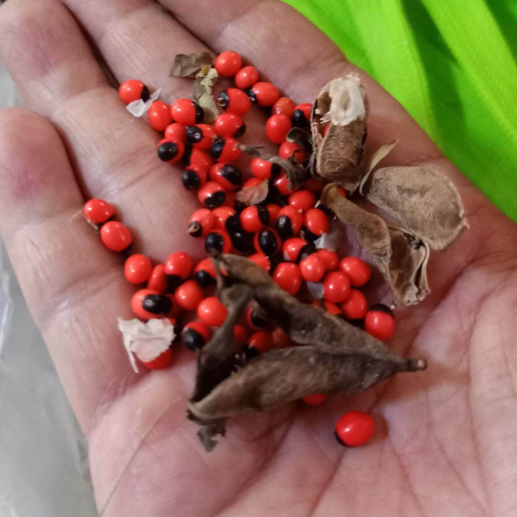 30 BIJI SAGA RAMBAT / TANAMAN SOGOK TUNTENG