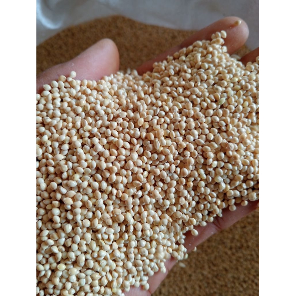 Terlaris Milet Putih Pakan Burung Perkutut, Tekukur, Lakbet, kenari dan sejenisnya.