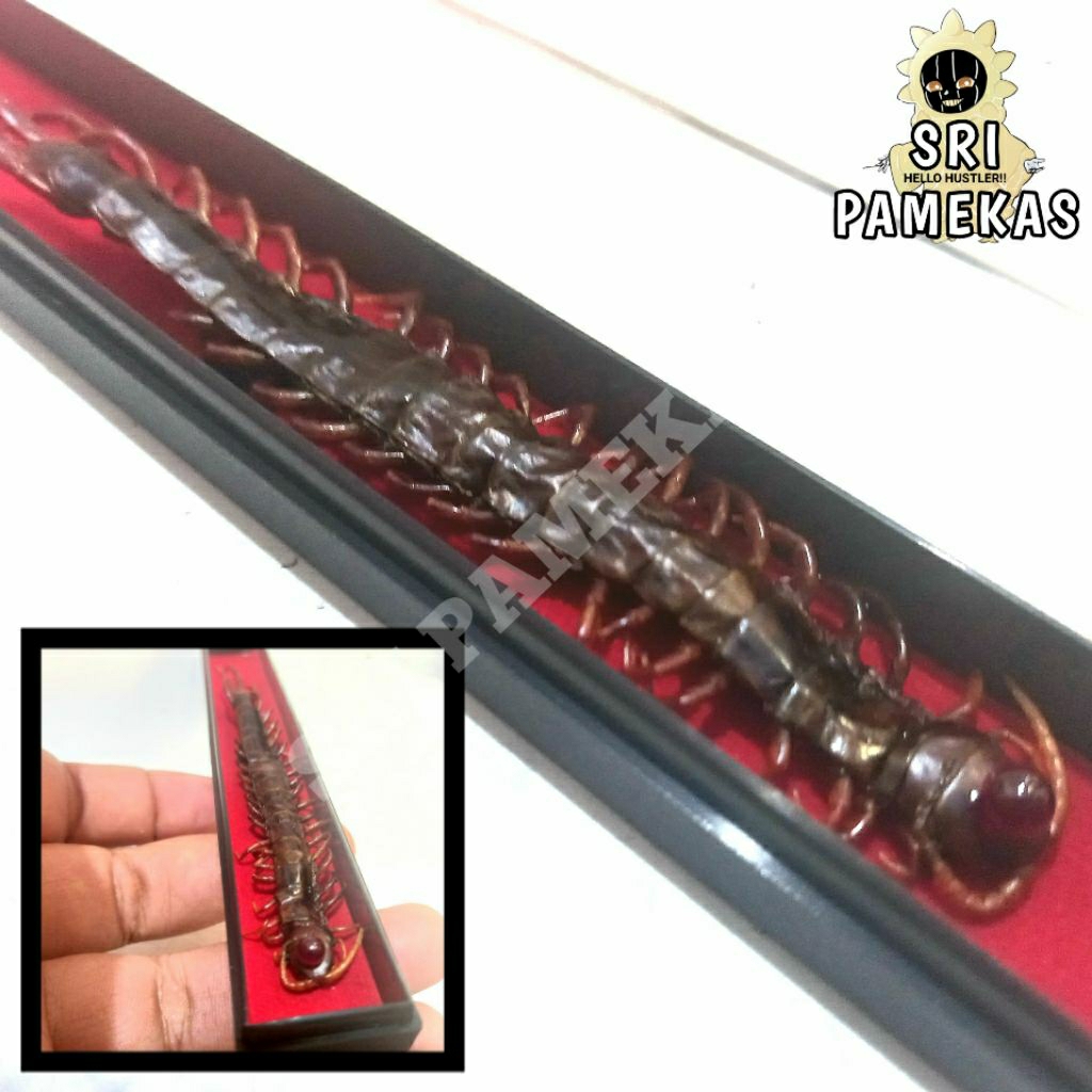 Grand Collector Selection Batu Permata Charm Centipede Ruby Siam Rose Bangkok 9 Mohz Bulat 4 mm