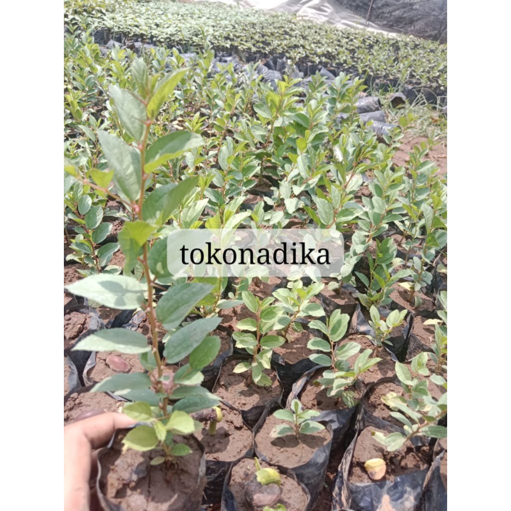 (Beli 5 Gratis 1) Bibit pohon Bidara arab herbal