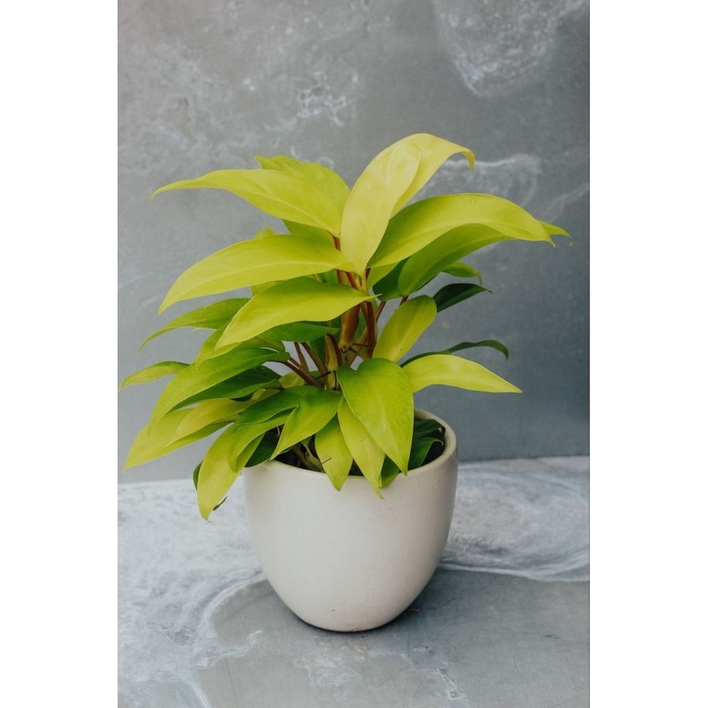 Tanaman Hias Sirihgading Centong Kuning Tanaman Sirih Gading Lemon Kuning Super Rimbun