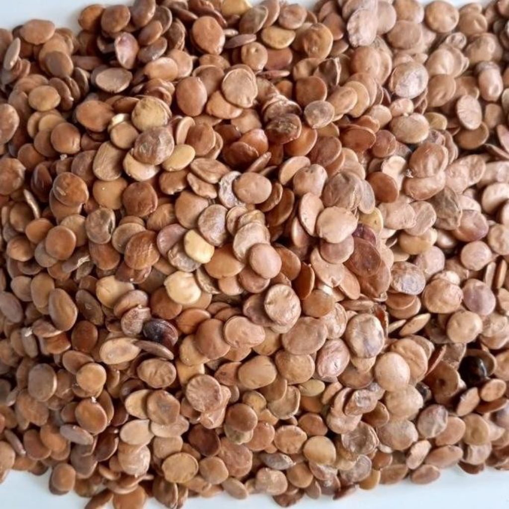 BIJI GAMAL UNTUK PAKAN TERNAK