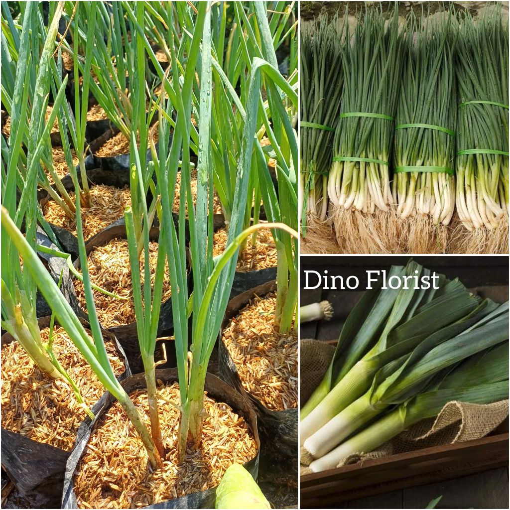 Bibit Tanaman Sayur Daun Prei / Daun Bawang Prei