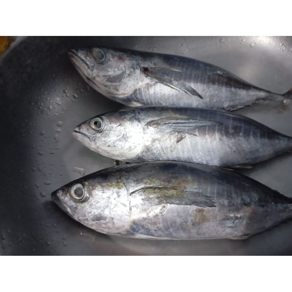 Ikan Baby Tuna Frozen