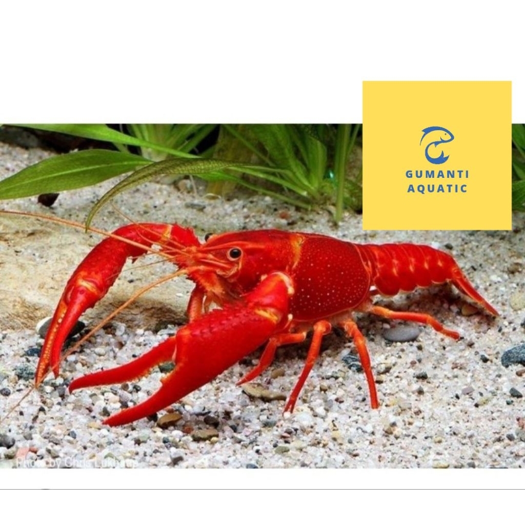 hiasan akuarium lobster merah jantan