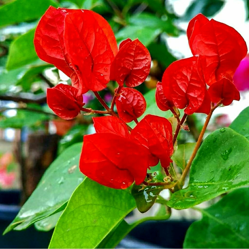 Bunga Bougenville Chili Super Red