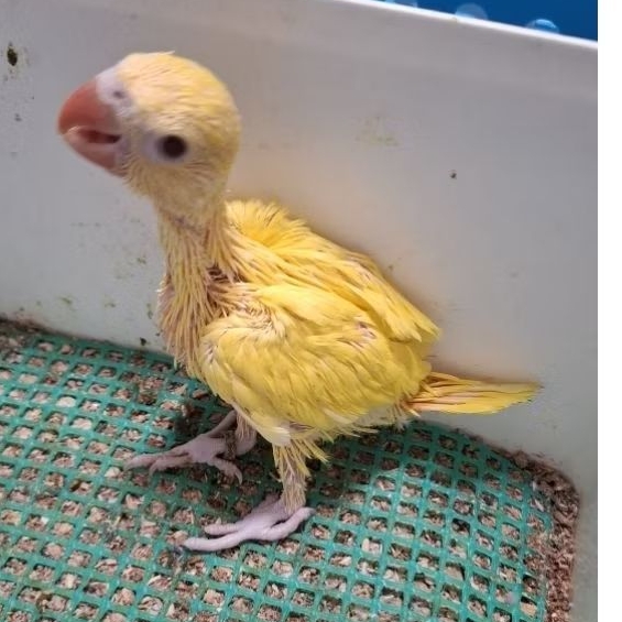 Baby indian ring neck lutino Anakan indian ring neck lutino kuning