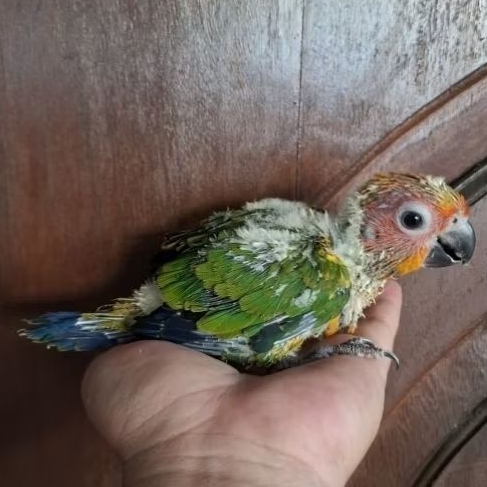 Baby Sun Conure Anakan Sun Conure