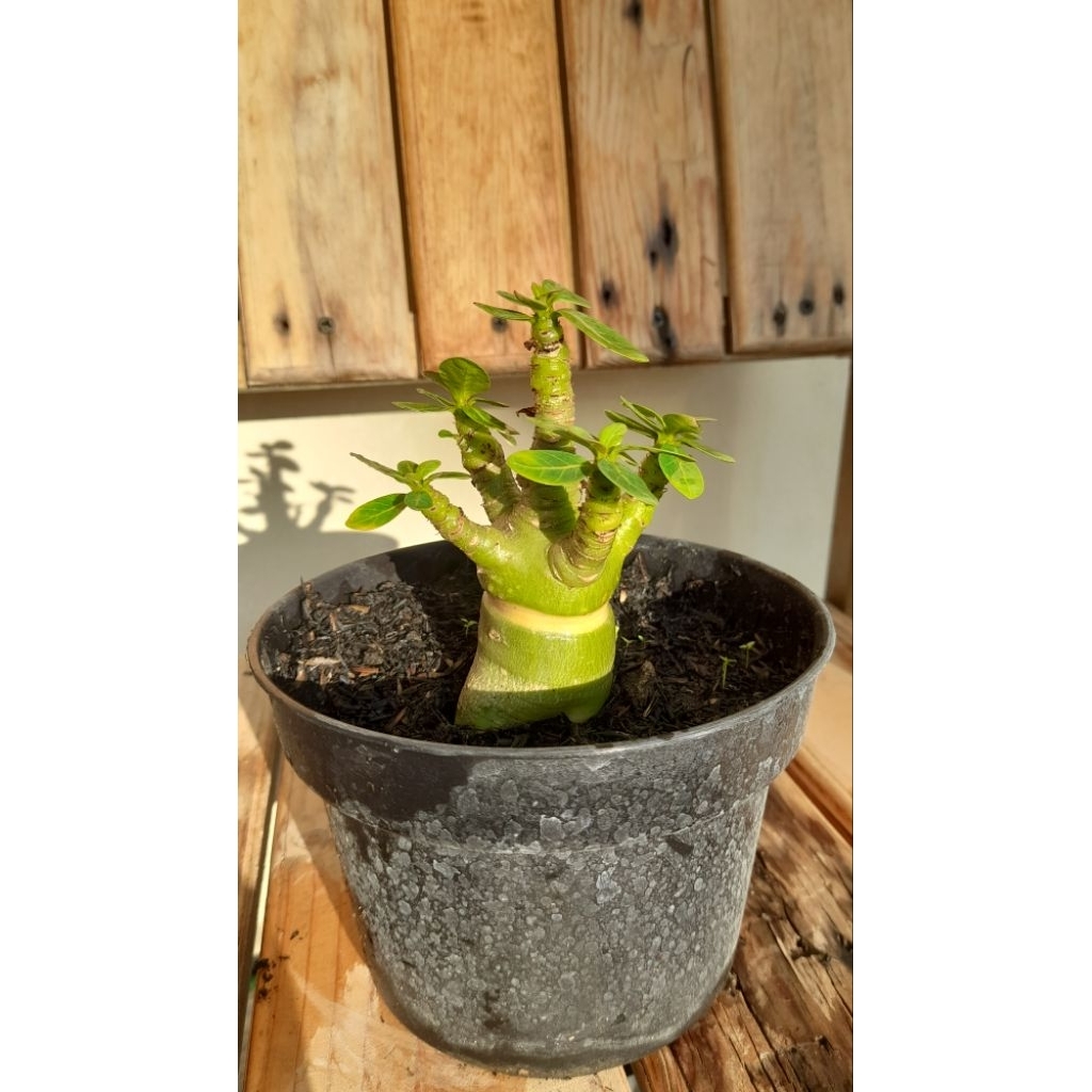 Adenium Arabicum Godji Cincin Emas
