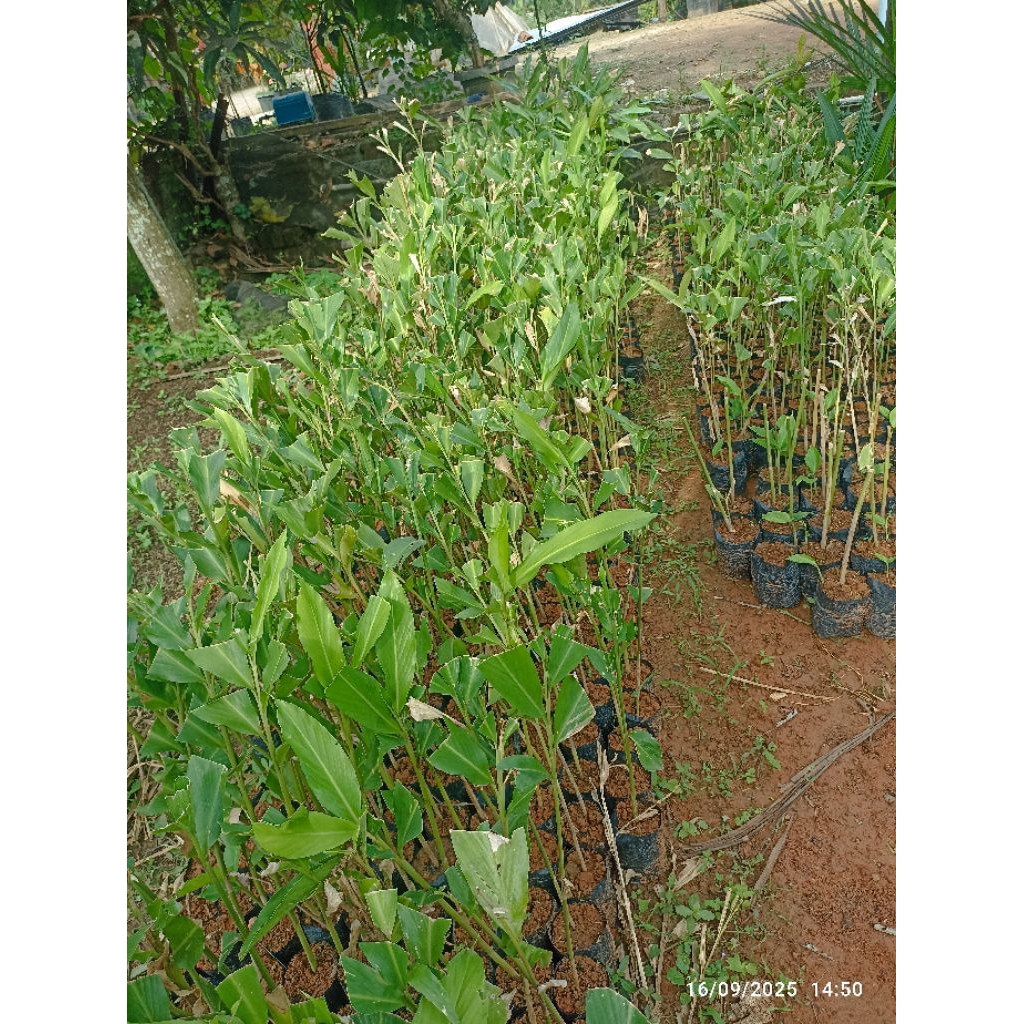 Big Promo Beli 5 Gratis 1 Bibit Kapulaga (amomum caopactum)