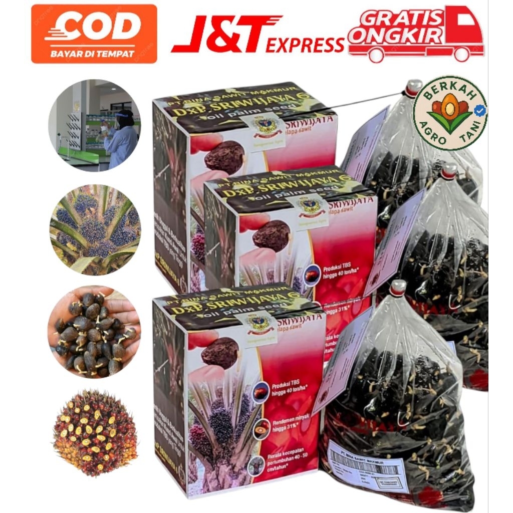 Bibit benih sawit unggul DxP SRIWIJAYA 6 + SERTIFIKAT RESMI