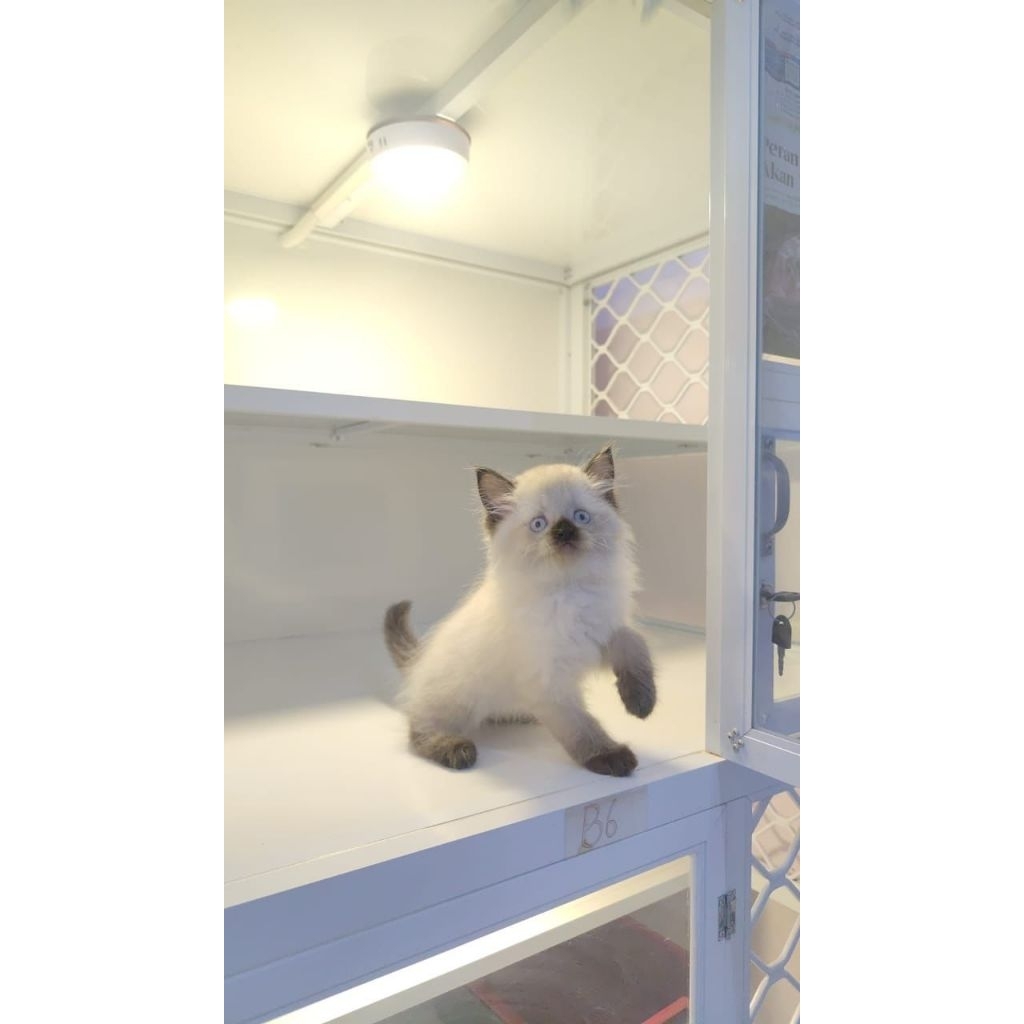 kitten persia himalaya, redpoint, american Shorthair lucu dan gembul