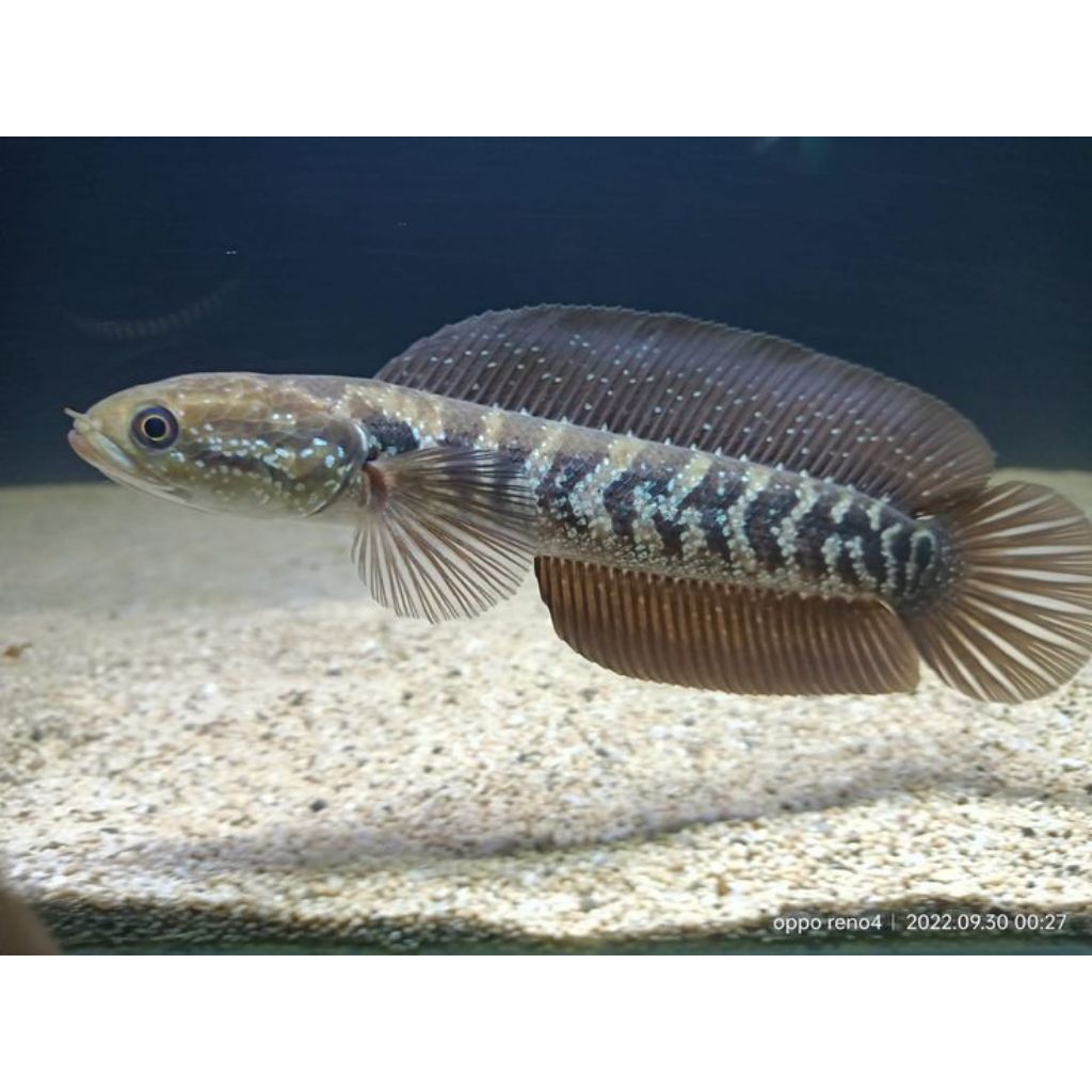 Hiasan Aquarium Asiatica WhiteSpot Bergaransi