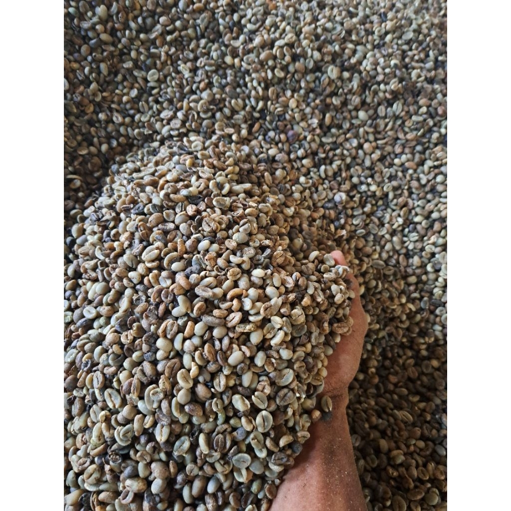 Robusta Asalan