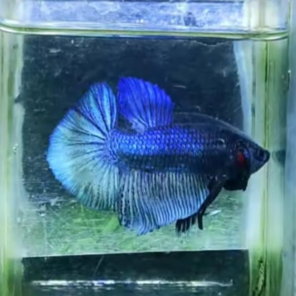 IKAN CUPANG / IKAN TARUNG / IKAN HIAS AQUARIUM / IKAN CUPANG MURAH / IKAN CUPANG ADUAN PLAKAT