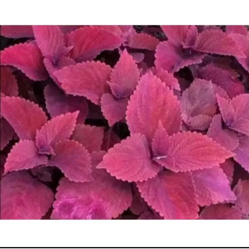 Tanaman Hias Miana Merah-Miana Merah-Tanaman Miana