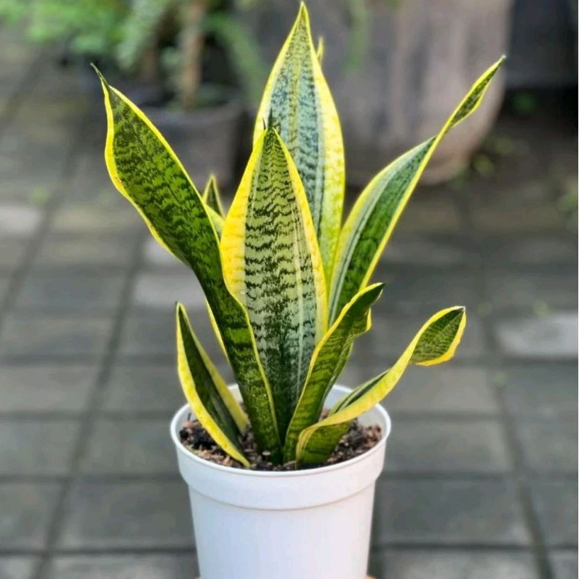 Tanaman hias hidup sansivera lidah mertua - pohon sansivera lidah mertua