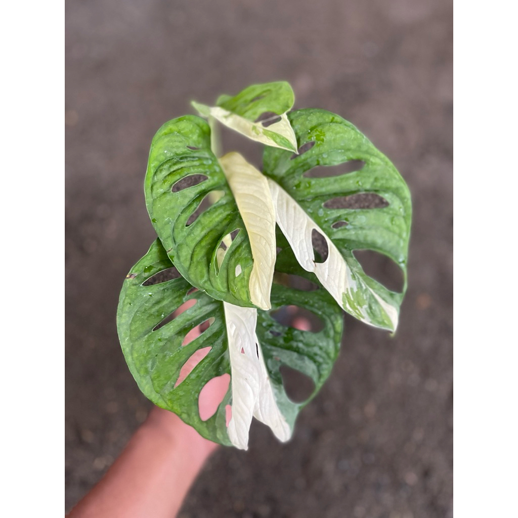 Monstera Accuminata Halfmoon Varigata