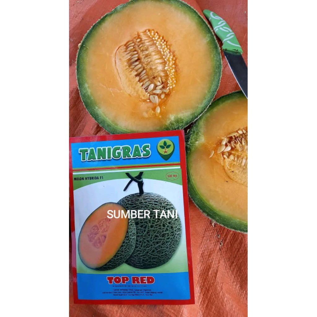 Benih Bibit Melon Top Red F1, Tipe Jumbo (Rasa Manis, Net kulit tebal dan Tahan Simpan) Isi 500 Buti