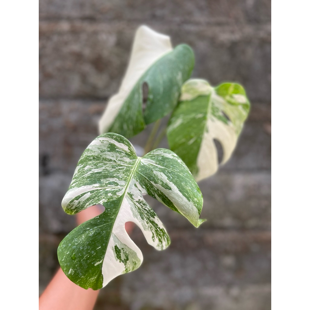 Monstera Deliciosa Varigata Marble