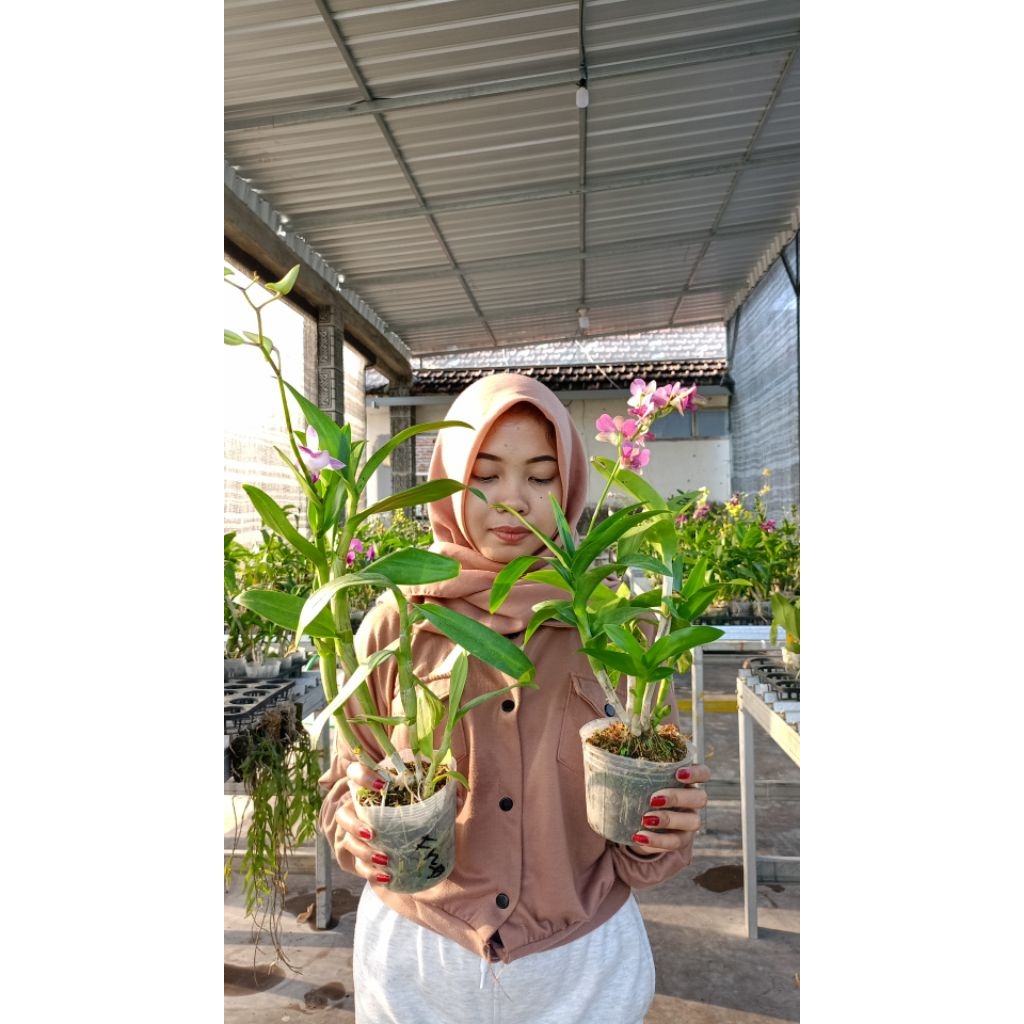 anggrek dendro berbunga
