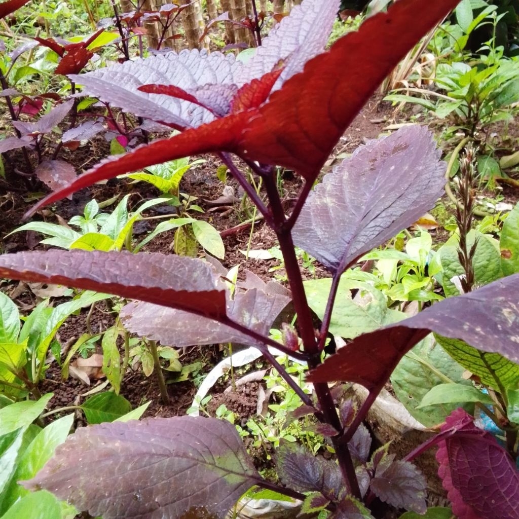 Bibit Miana Jawer kotok ( Herbal ) Sudah berakar siap tanam ( Beli 3 gratis 2 )