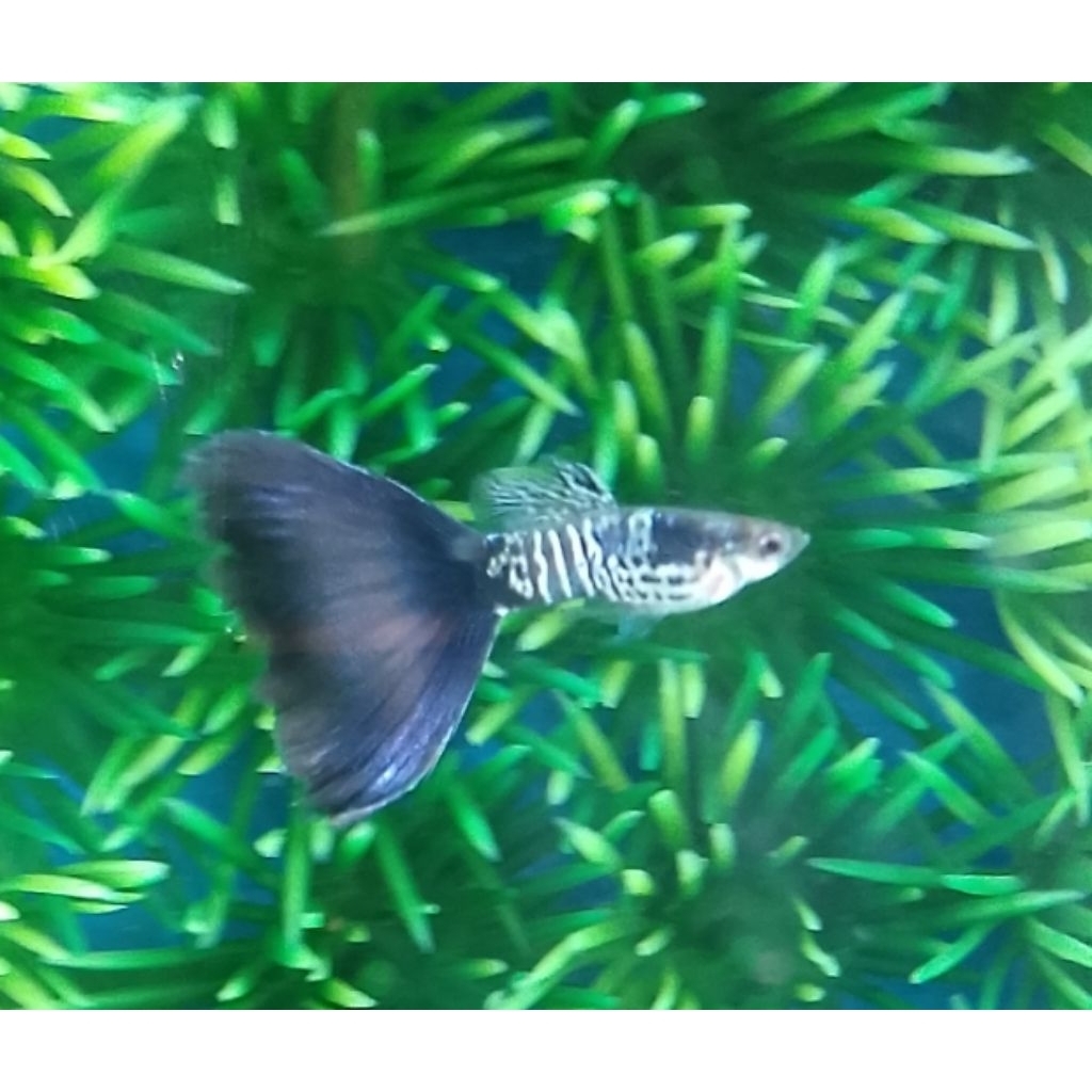 guppy galaxi blue tail