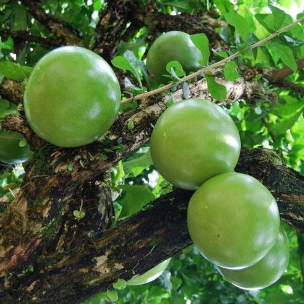BUAH MAJA Majapahit, Berenuk Segar Per Buah