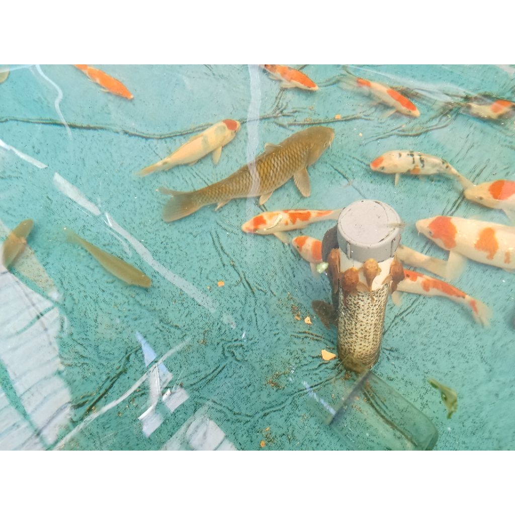 caramel/black koi/kolam/ikanhias