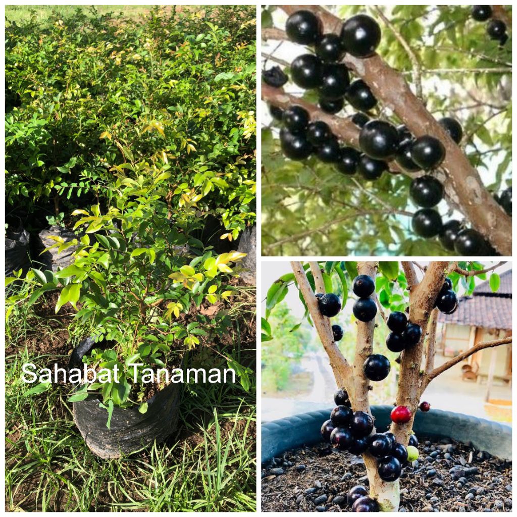 Bibit Tanaman Anggur Sabara Brazil Cangkok