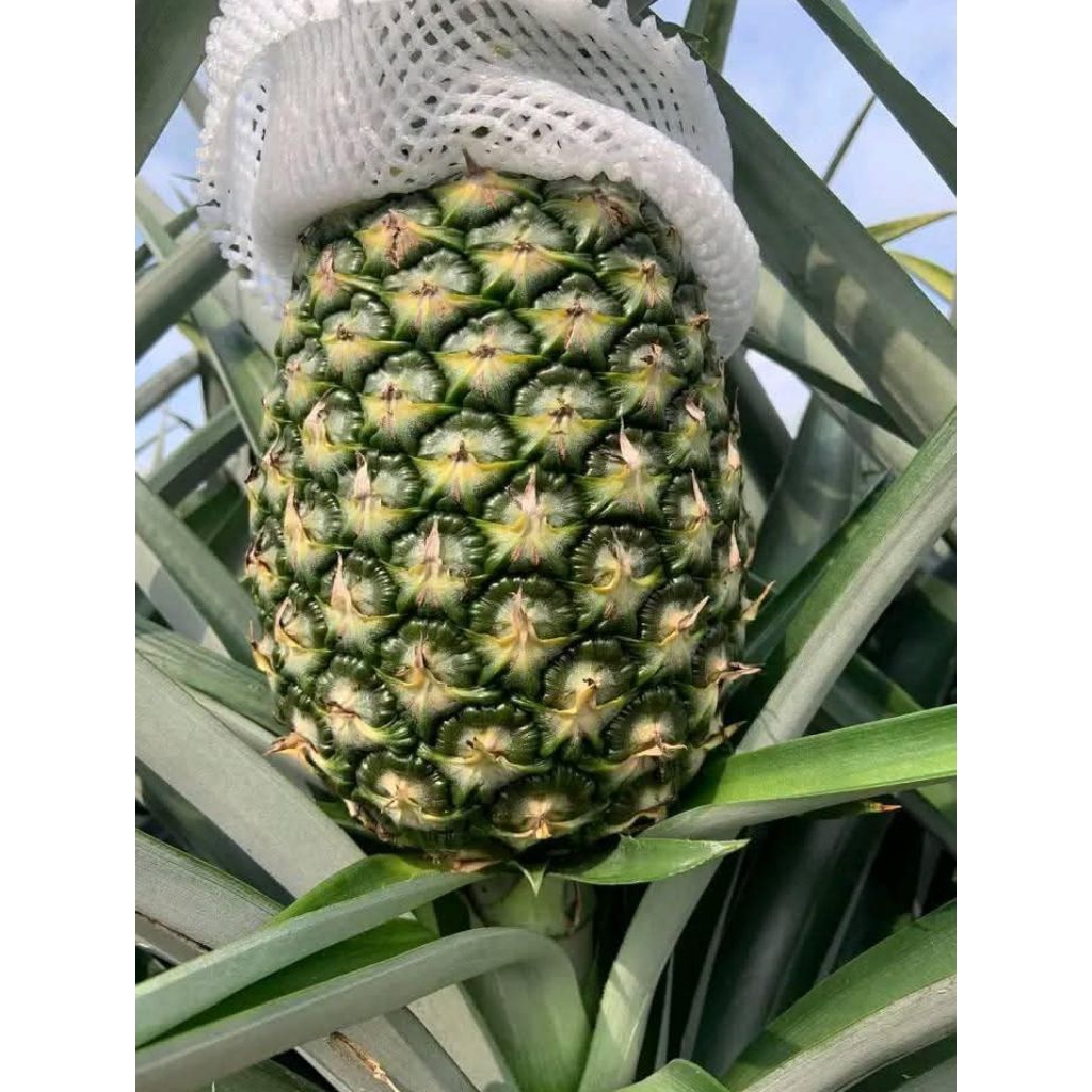 BIBIT NANAS MADU JUMBO TANPA DURI