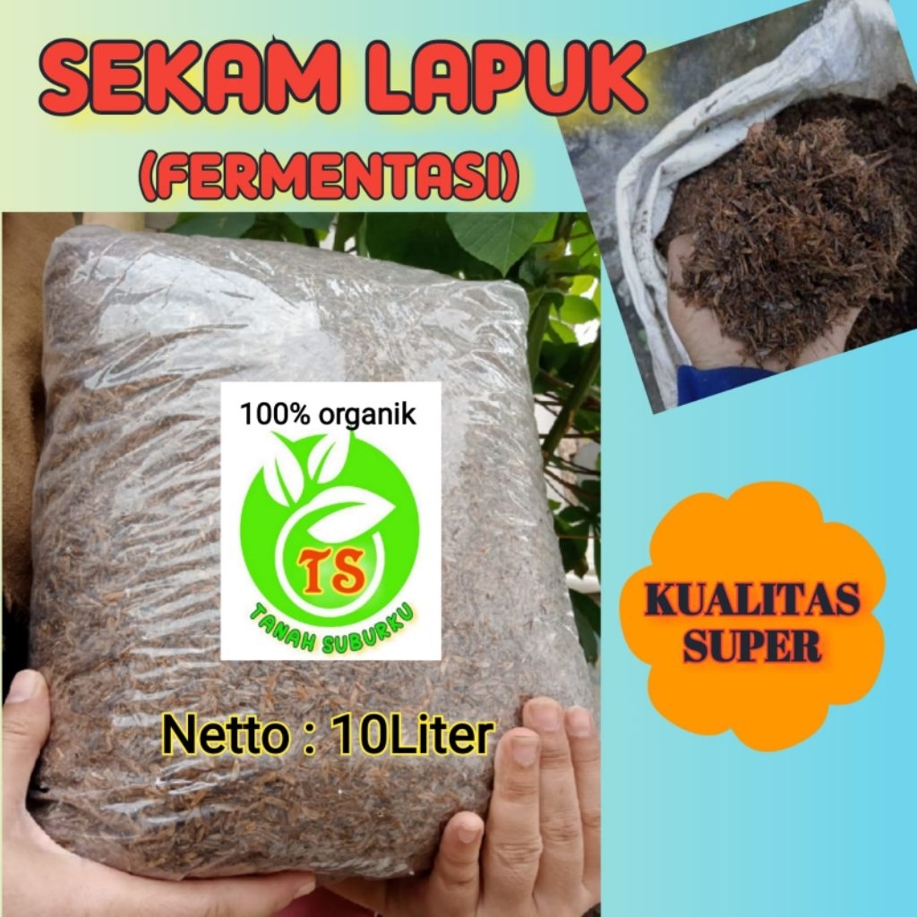 sekam padi fermentasi / sekam lapuk