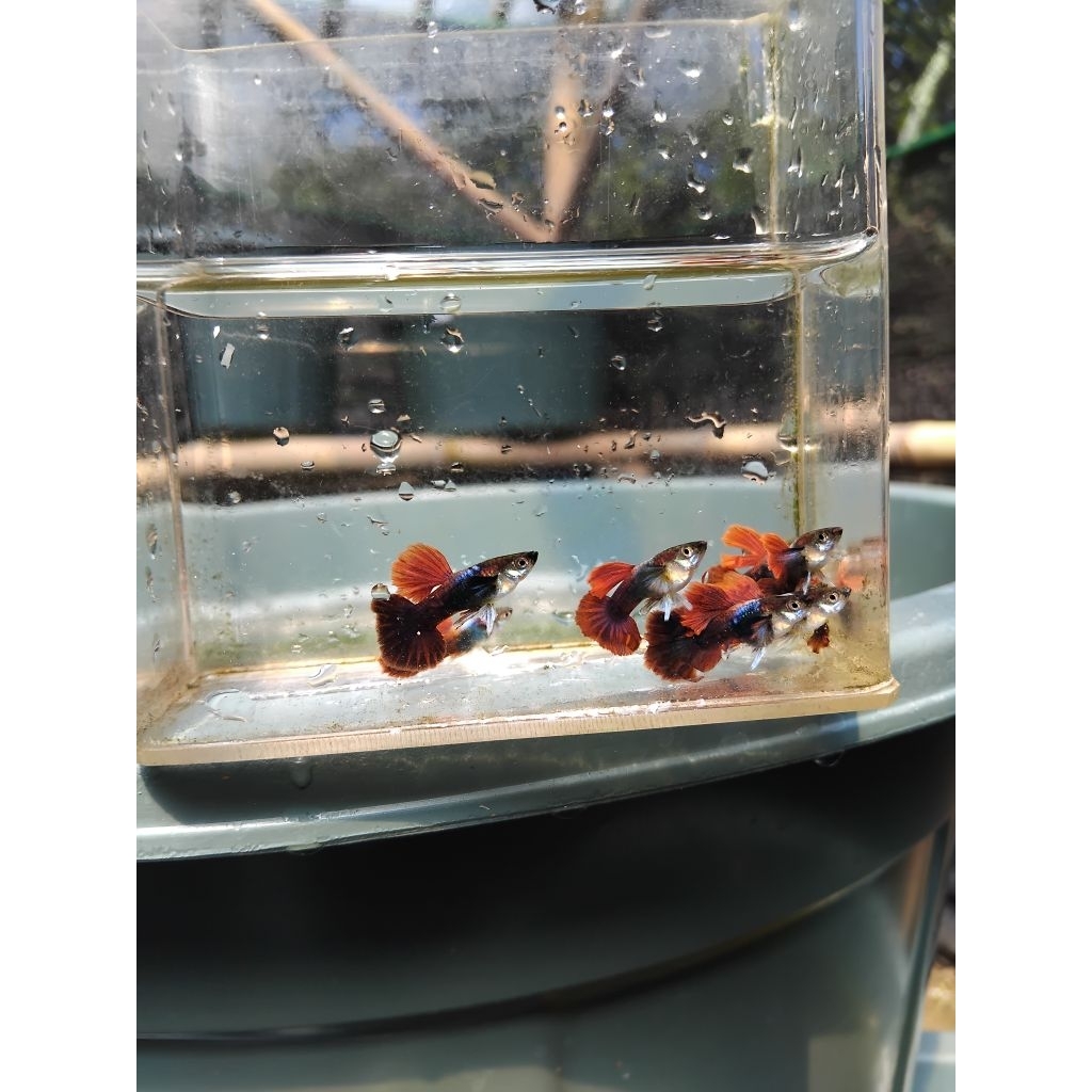Tanaman Aquascape Hb red rose