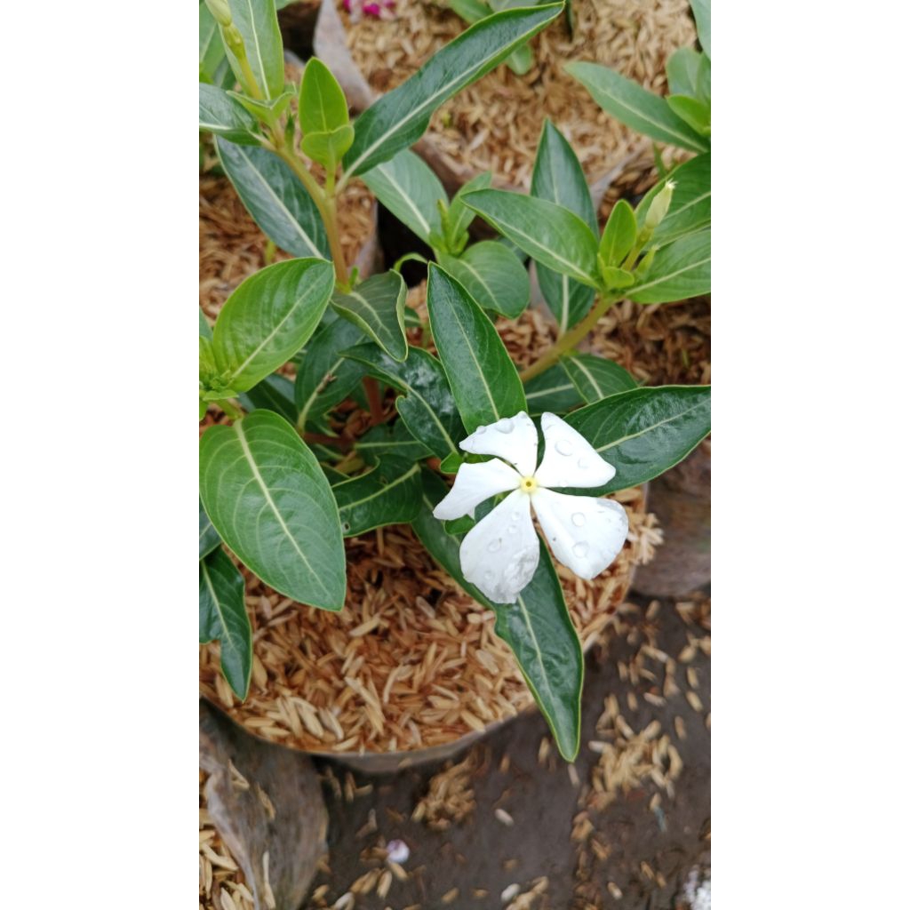 Tanaman vinca bunga putih
