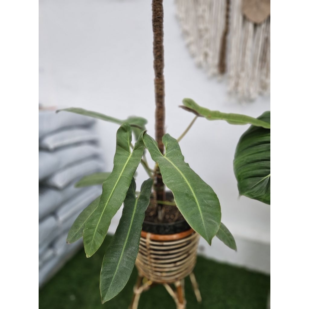 Philodendron Atabapoense / Philo Atabapoense