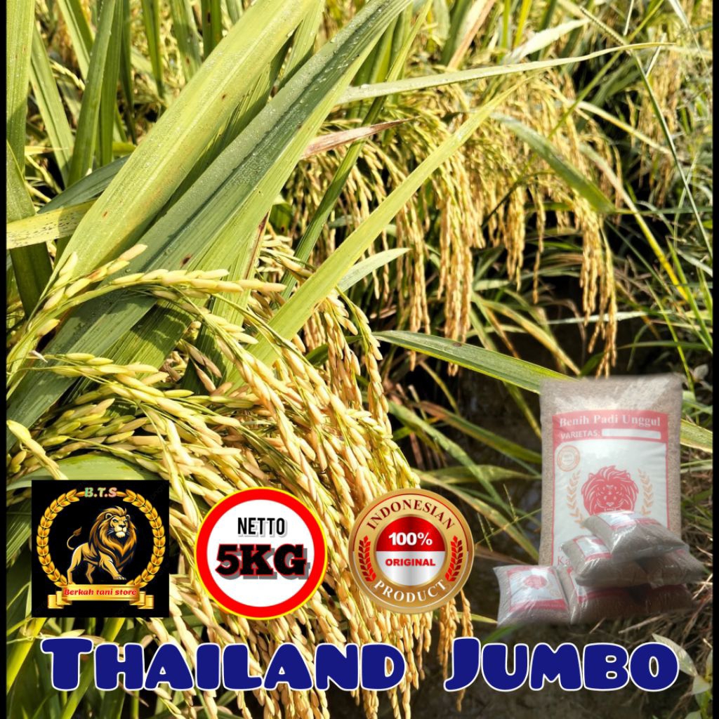 Benih padi thailand jumbo original 5 kg
